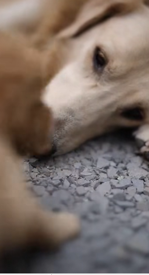 M2812004_The Puppy Who Went Hungry So His Mother Could Eat 💔🐾 Rescue Animal_part2