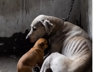 M2812003 This scene is heartbreaking; how much cruelty humans commit against these innocent beings who have so much love to offer.