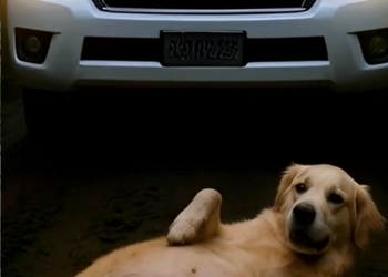 M2812002_“This Kind Man Rescued a Pregnant Golden Retriever… The Ending Will Make You Cry 😭🐶”_part2