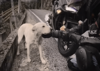 M0212002_help #help #dog #dogs #dogsoftiktok #synthetic009pets #us #tiktokusa_part2