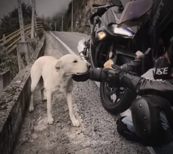 M0212002_help #help #dog #dogs #dogsoftiktok #synthetic009pets #us #tiktokusa_part2