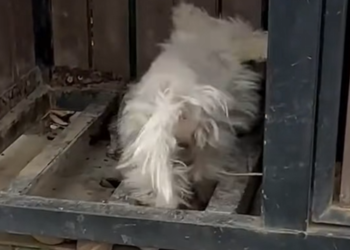 M2812001_While strolling in park, accidentally discovered poor pupp…_part2