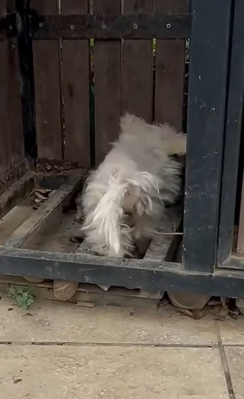 M2812001_While strolling in park, accidentally discovered poor pupp…_part2