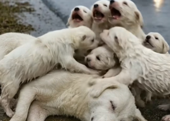 M28120010Kind-Hearted Old Man Rescues a Mother Dog and Her Puppy 🐾✨_part2