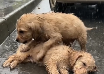 B28 Sad Baby Dog Mourning His Little Friend in Heavy Rain