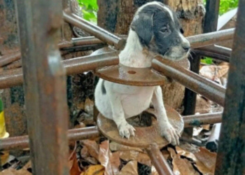 M 29/12 A helpless puppy trapped in the rain is rescued and nourished, bringing a glimmer of hope and care to its desperate situation.