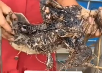 MAI enang ya jika melihat anak anak yang dulu pernah mau rip akhirnya bi…_part2