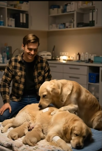 M2912001_�� This dog needed help so badly that it stood in front of a fast-moving car. #dog #animal #goldenretriever_part2