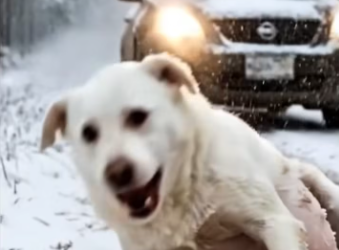 M2912003_This photo is truly heartbreaking. A pregnant mother, alone in the snow-covered forest, facing the headlights of a car – perhaps her last hope._part2