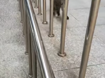 M2112011_hydro peroxide #cats #rescue #meo_part2