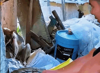 M0212003_dog neck is ulcerated, pain makes it very irritable. #s…_part2