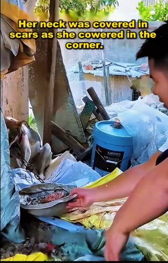 M0212003_dog neck is ulcerated, pain makes it very irritable. #s…_part2