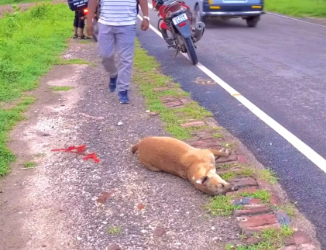 M2912004_Take care of the voiceless, friends, please stay safe_part2