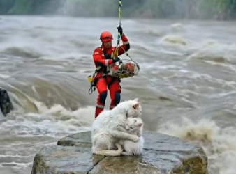 M2912005_Rescue Officer Saves a Mama Cat and Her Baby by Helicopter_part2