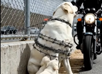 M2912007_A Kind Biker Rescues a Mama Dog and Her Family_part2