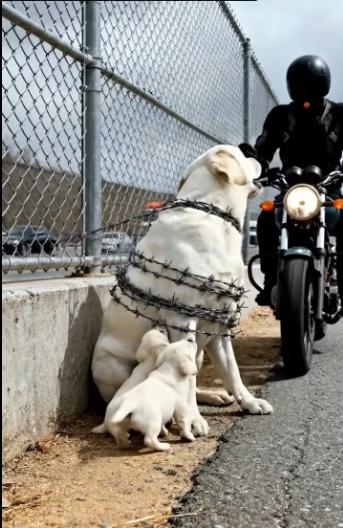 M2912007_A Kind Biker Rescues a Mama Dog and Her Family_part2