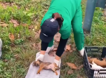 M2912009_Four puppies abandoned by owner on highway…@Animal Rescue #rescu…_part2