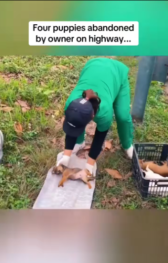 M2912009_Four puppies abandoned by owner on highway…@Animal Rescue #rescu…_part2