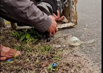 M2912010_Rescue poor puppy #rescue #rescueanimals #animals #animalsoftiktok #r…_part2