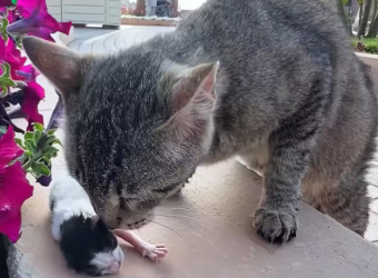 M2912011_Rescue family of cats #animal #animalsoftiktok #rescueanimals #resc…_part2