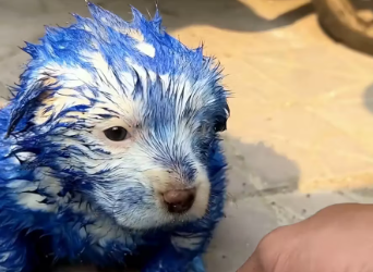 M2912012_Rescue puppy on road #rescue #animal #animalsoftiktok #rescuean…_part2