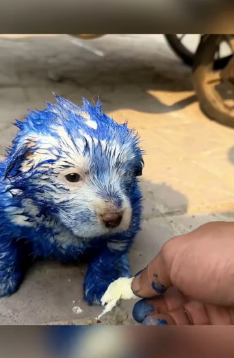 M2912012_Rescue puppy on road #rescue #animal #animalsoftiktok #rescuean…_part2