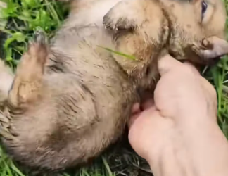 M2912013_Rescued an orphan dog was dying of hunger thirst on gras…_part2