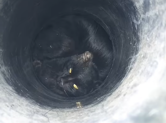 M2112012 Cat rescue team in Hyderabad Tactical Rescue AWCS HYDERABAD We @awcs_org are animal welfa