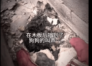 M0212004_save poor dog #dog #dogs #puppy #rescuedog #poordog #animals_part2