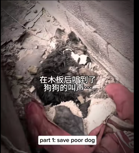 M0212004_save poor dog #dog #dogs #puppy #rescuedog #poordog #animals_part2