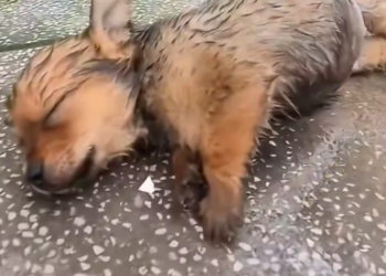 M2912015_rescued stray puppy #fyp #foryoupage #strayanimal #helpanimals #w…_part2