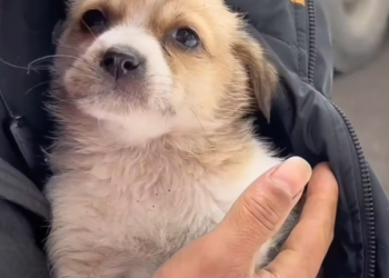 M2912017_Two lovely stray puppies abandoned.#foryou #fyp #foryoupage #abandone…_part2