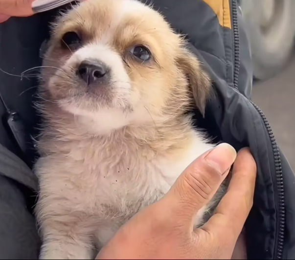 M2912017_Two lovely stray puppies abandoned.#foryou #fyp #foryoupage #abandone…_part2