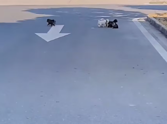 M2912019_Please,adopt my children #foryou #fyp #foryoupage #strayanimal #str…_part2