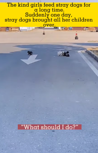 M2912019_Please,adopt my children #foryou #fyp #foryoupage #strayanimal #str…_part2