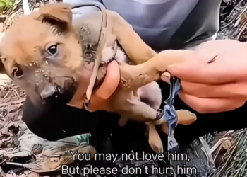 M2912020_Save abused puppy. You may not love him,but please don hurt hi…_part2