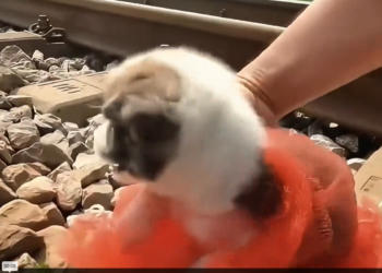 M2912021_puppy was abandoned on train in dangerous condition.Fortu…_part2