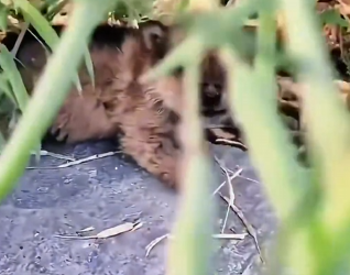 M2912022_two month old puppy was abandoned by roadside. Fortunately, y…_part2