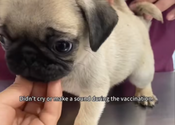 M2912023_lost little puppy picked up by roadside… ROCKED my whole…_part2