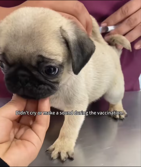 M2912023_lost little puppy picked up by roadside… ROCKED my whole…_part2