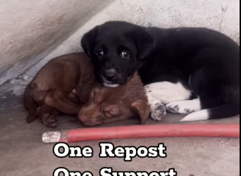 M2112013 Puppy stuck in between the walls Tactical Rescue Dog rescue team in Hyderabad AWCS We @a