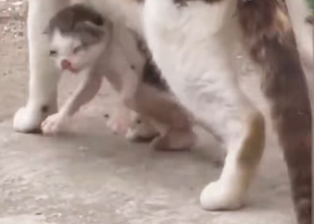 B2912005_kitten was almost strangled by its mother#rescuedog #rescuecat_part2