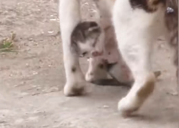 B2912005_kitten was almost strangled by its mother#rescuedog #rescuecat_part2