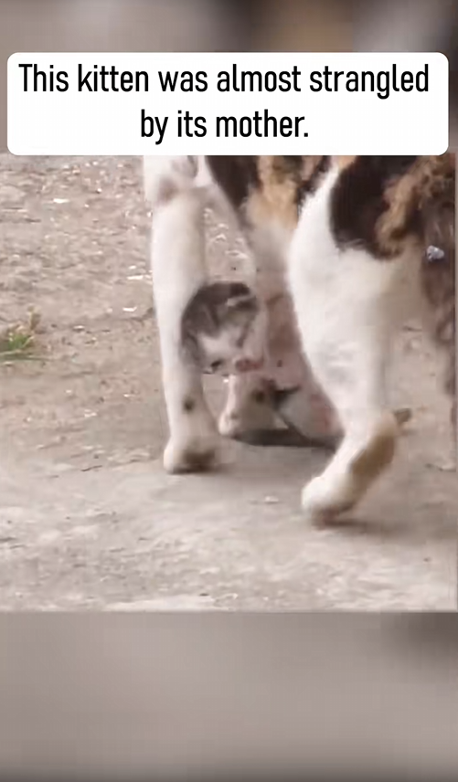 B2912005_kitten was almost strangled by its mother#rescuedog #rescuecat_part2