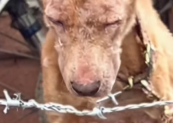 B1Rescue Dog seekor anjing terlihat dirantai didepan teras sebuah