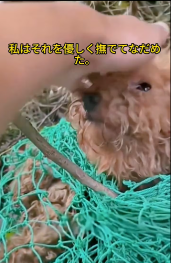 M2912027_#straydog #misstep #helping people in need #protecting animals #fyp #foryou (1)_part2