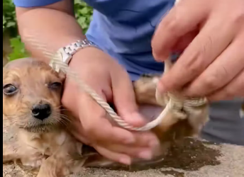 M2912028_I heard a puppy barking in the field near the ditch. I went closer and saw a dog tied up on all fours. It was barking in the cold water. #straydog #misstep…_part2