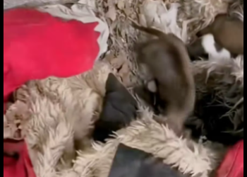 M2912029_#straydog #misstep #helping people in need #protecting animals #fyp #foryou (2)_part2