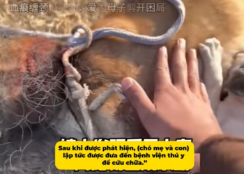 M2112015_#rescue #animals #animalsoftiktok #dog #xh_part2