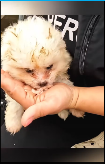 M2912031_Poor puppy #rescue #rescueanimals #animals #animalsoftiktok #puppy_part2